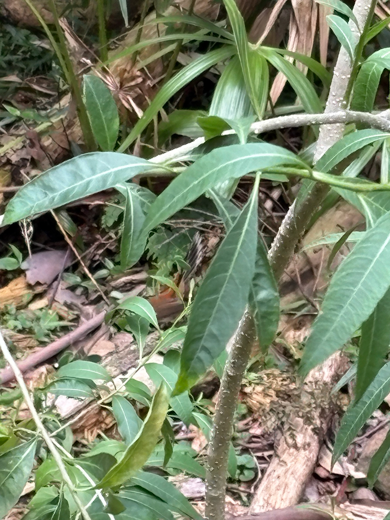 Australian Rufous Fantail (Rhipidura rufifrons), photo 2