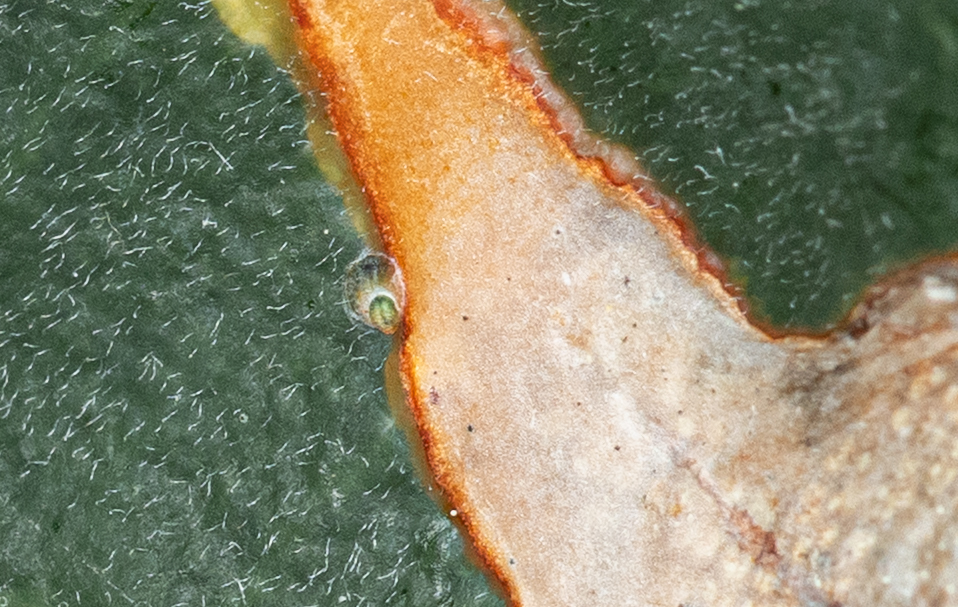Parlatoria fulleri