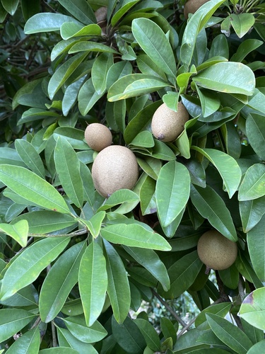 Manilkara zapota observed 2020-01-30