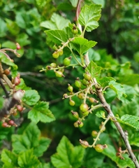 Ribes meyeri, photograph Federico Biguzzi, CC0, iNaturalist via GBIF