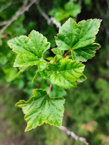 Ribes meyeri, photograph 6