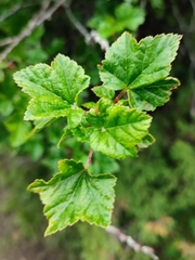 Ribes meyeri, photograph Federico Biguzzi, CC0, iNaturalist via GBIF