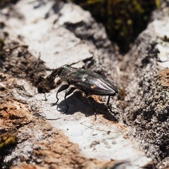 Chrysobothris affinis