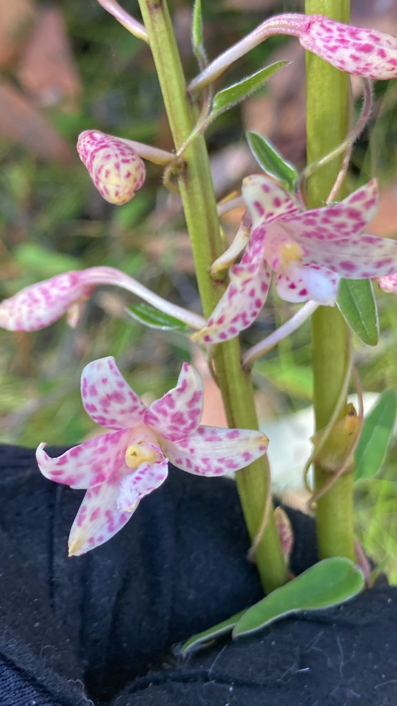 Dipodium pardalinum Nicholls