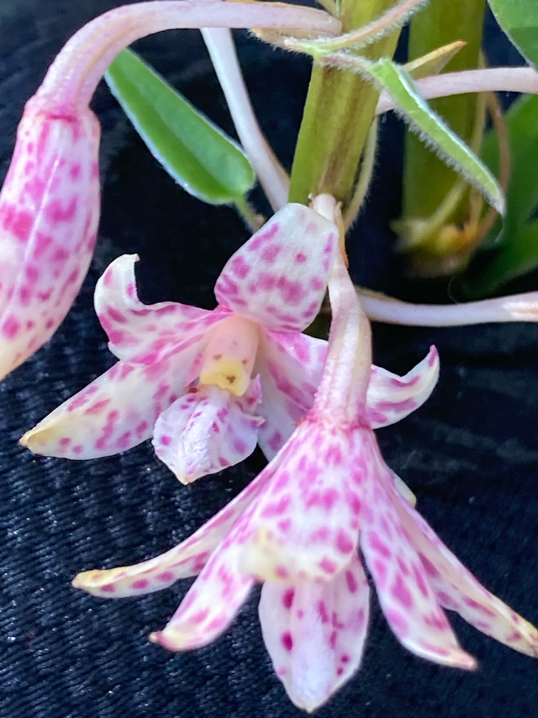 Dipodium pardalinum Nicholls 2