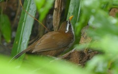 Pomatorhinus melanurus