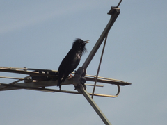 Sturnus unicolor