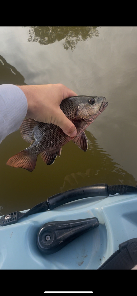 Mangrovesnapper (Lutjanus argentimaculatus) — Lutjanidae