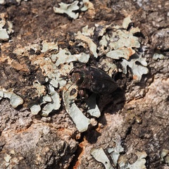 Chrysobothris affinis