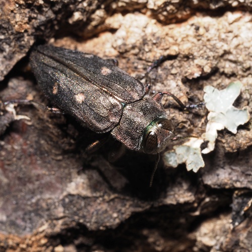krasoň šesťbodý (Chrysobothris affinis)