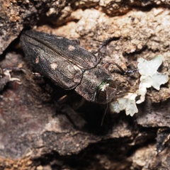 Chrysobothris affinis