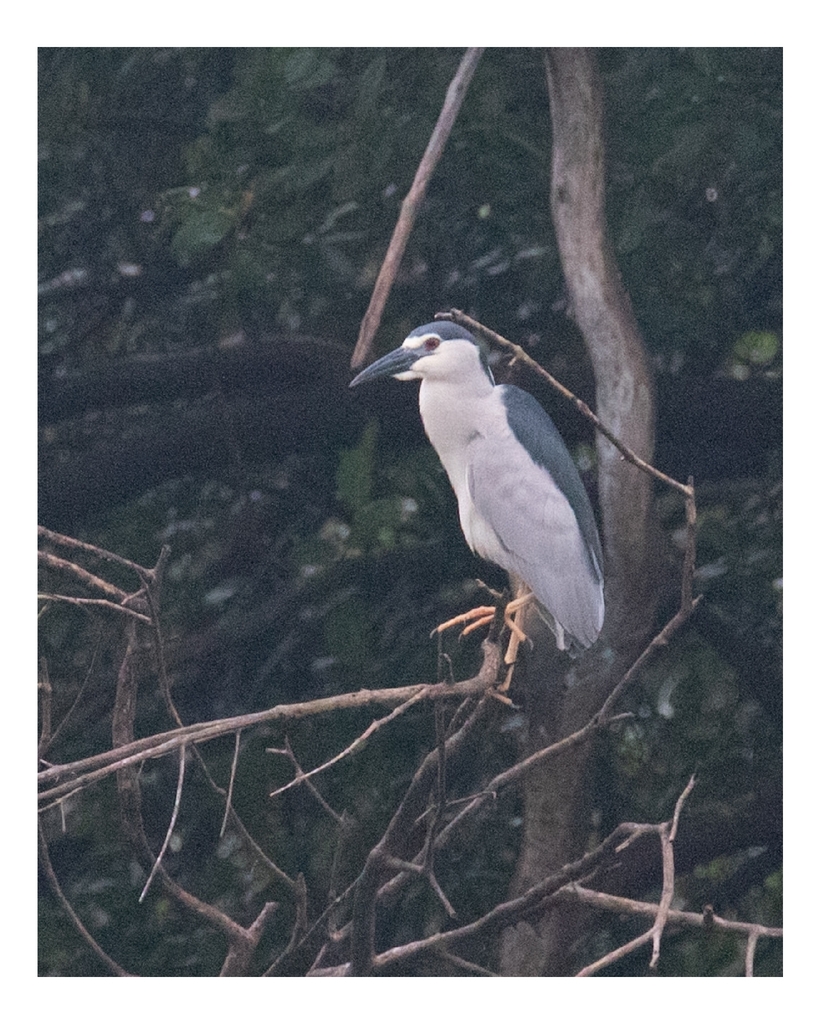 Black-crowned Night Heron (Nycticorax nycticorax)