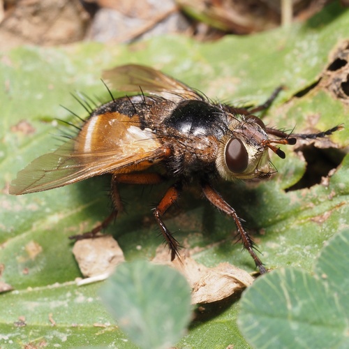 bystruša červenonohá (Tachina fera)
