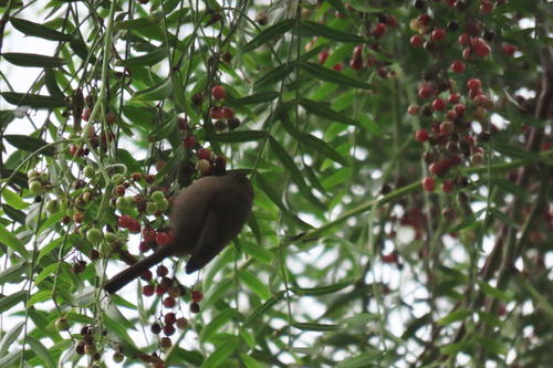 American Bushtit (Psaltriparus minimus), photo 4