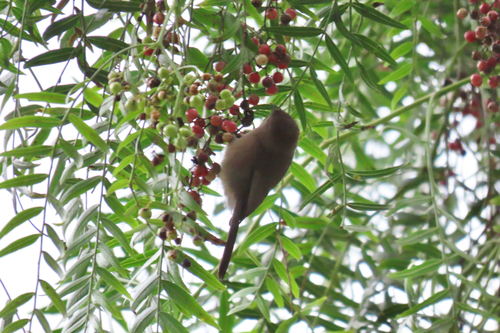 American Bushtit (Psaltriparus minimus), photo 3