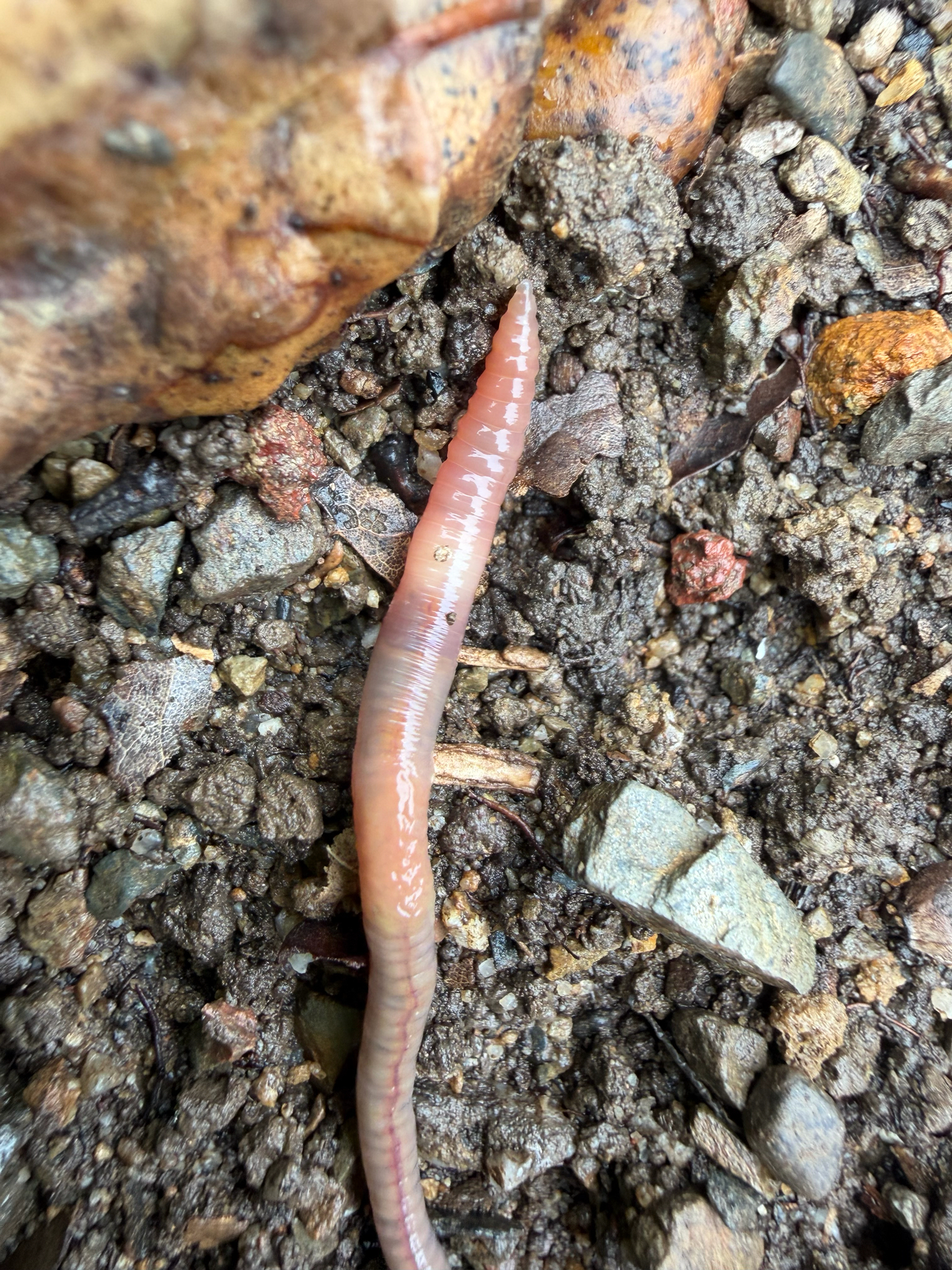 Aporrectodea caliginosa (Savigny, 1826)