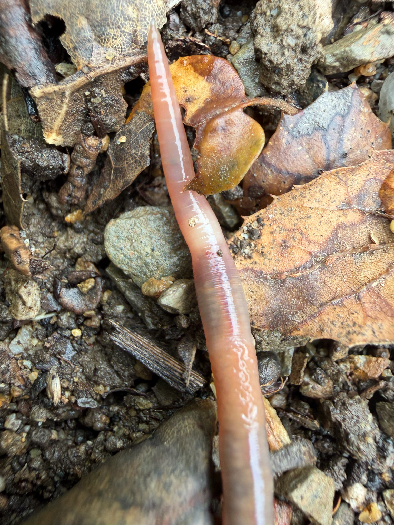 Aporrectodea caliginosa (Savigny, 1826)