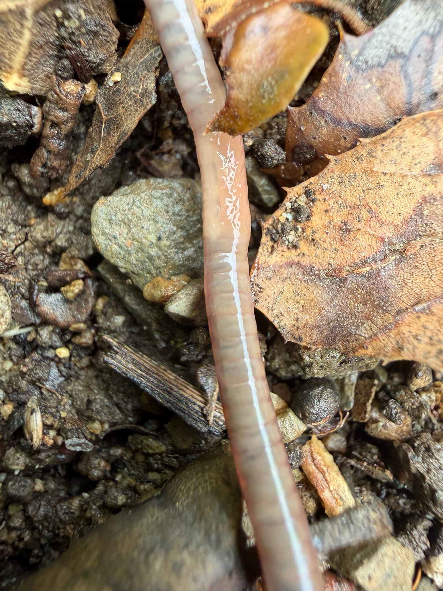 Aporrectodea caliginosa (Savigny, 1826)