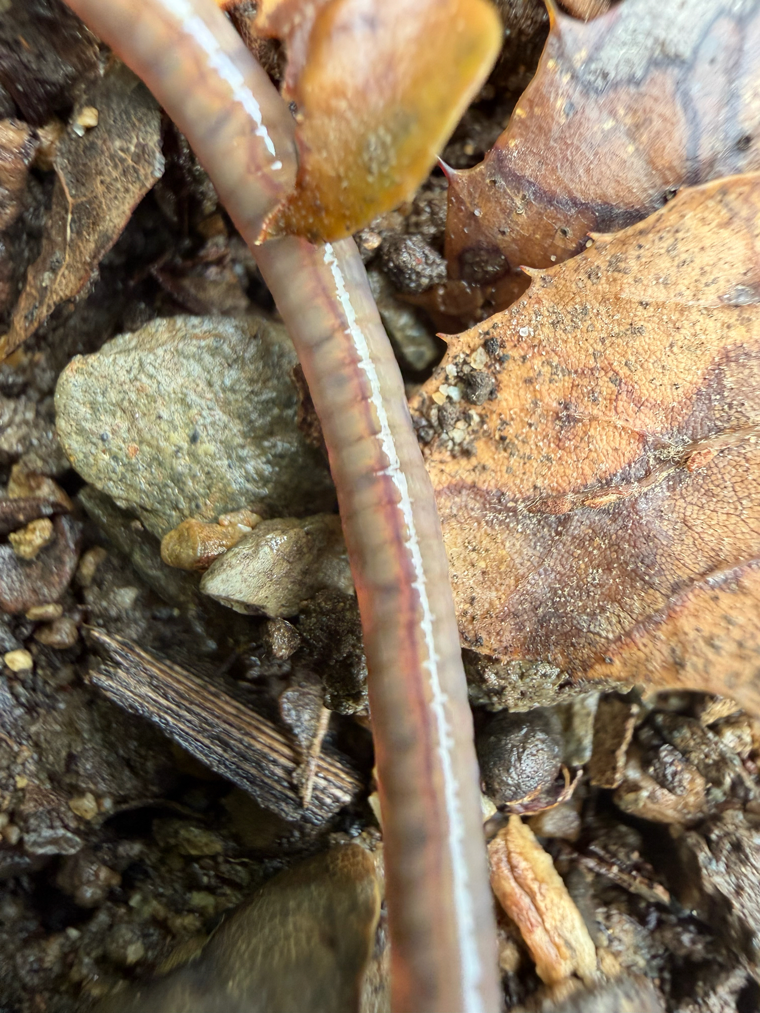 Aporrectodea caliginosa (Savigny, 1826)