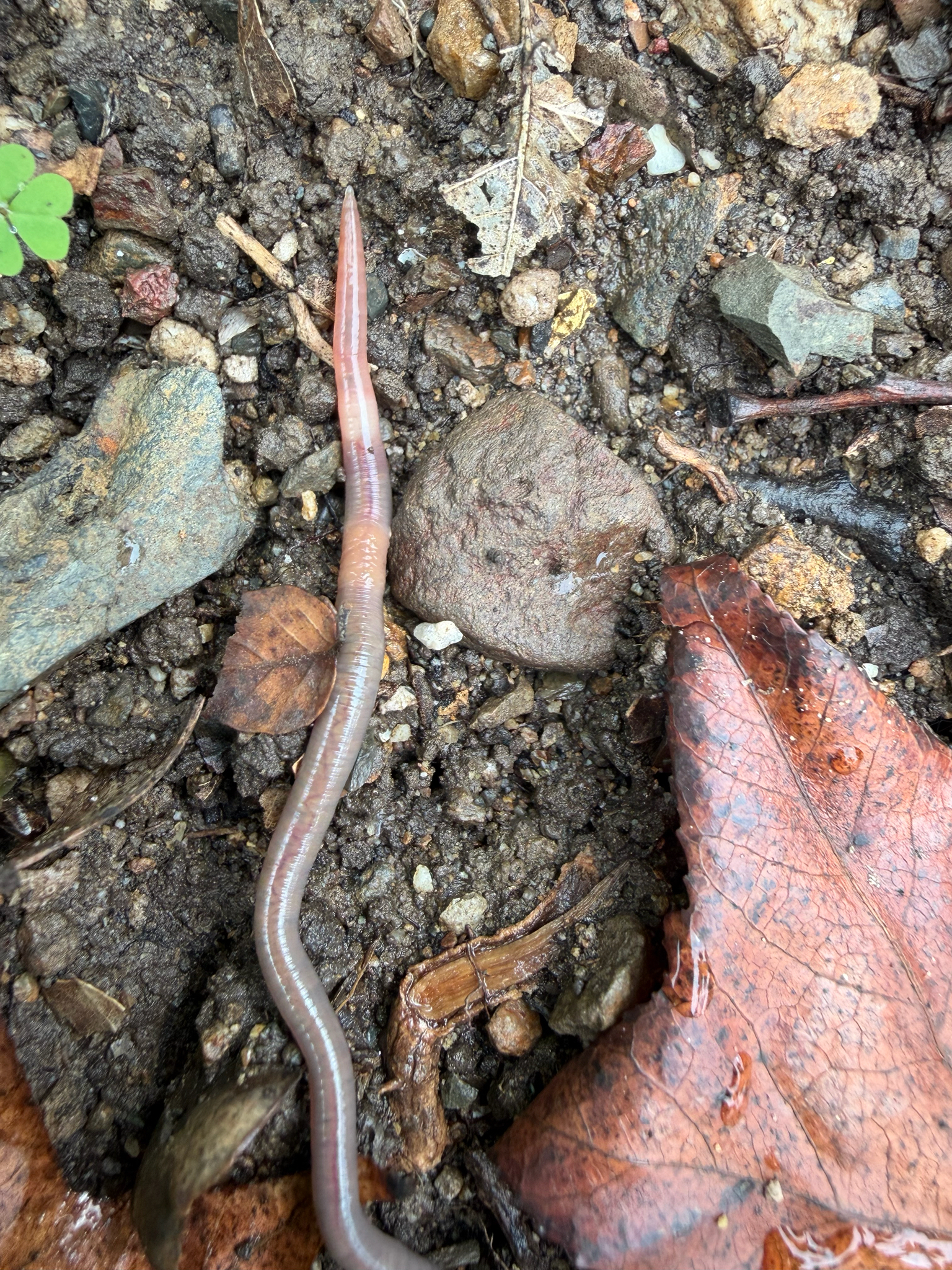Aporrectodea caliginosa (Savigny, 1826)