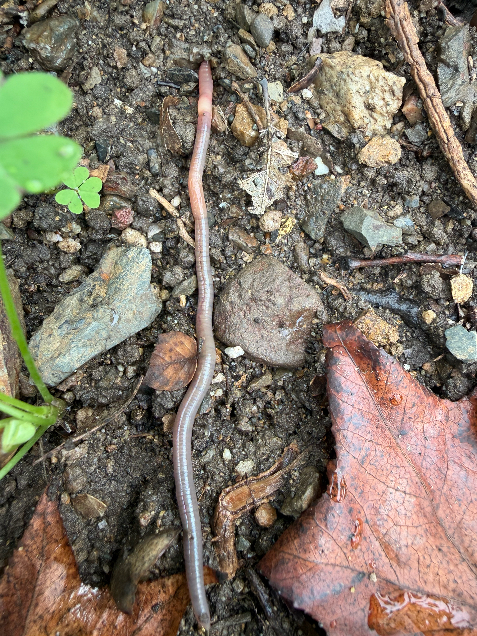 Aporrectodea caliginosa (Savigny, 1826)