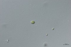 Chlamydomonas