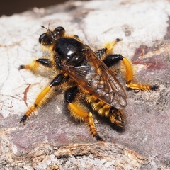 Pogonosoma maroccanum