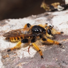 Pogonosoma maroccanum