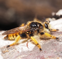 Pogonosoma maroccanum
