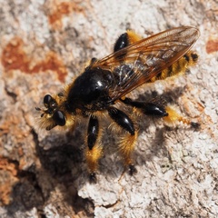 Pogonosoma maroccanum