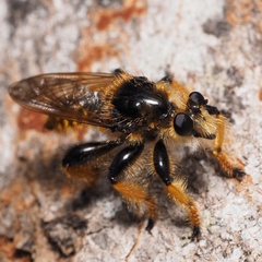 Pogonosoma maroccanum
