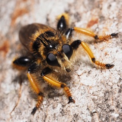 Pogonosoma maroccanum