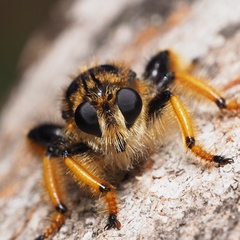 Pogonosoma maroccanum