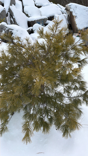 Another photo of Eastern white pine