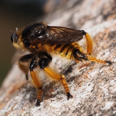 Pogonosoma maroccanum