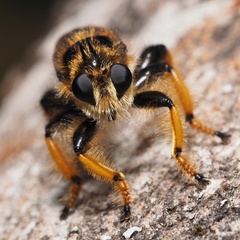 Pogonosoma maroccanum