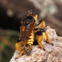 Pogonosoma maroccanum