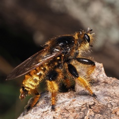 Pogonosoma maroccanum