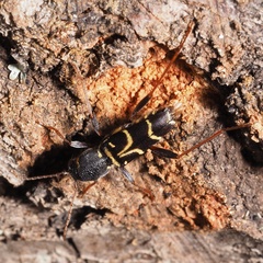 Xylotrechus antilope