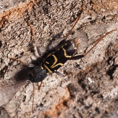 Xylotrechus antilope