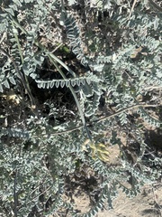 Astragalus anemophilus