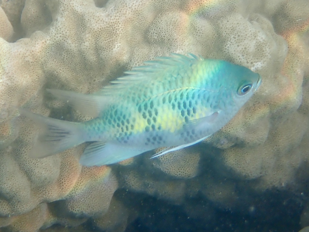 Black-snouted sergeant-major (Amblyglyphidodon curacao) — Pomacentridae