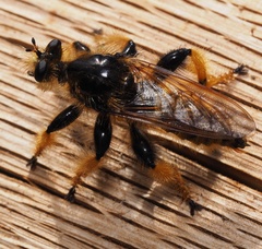 Pogonosoma maroccanum