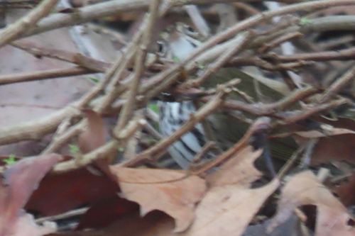 Ovenbird (Seiurus aurocapilla), photo 2