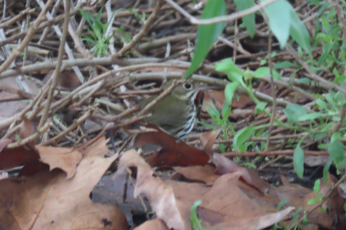 Ovenbird (Seiurus aurocapilla), photo 1