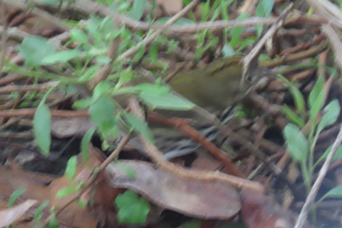 Ovenbird (Seiurus aurocapilla), photo 9