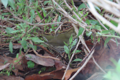 Ovenbird (Seiurus aurocapilla), photo 10