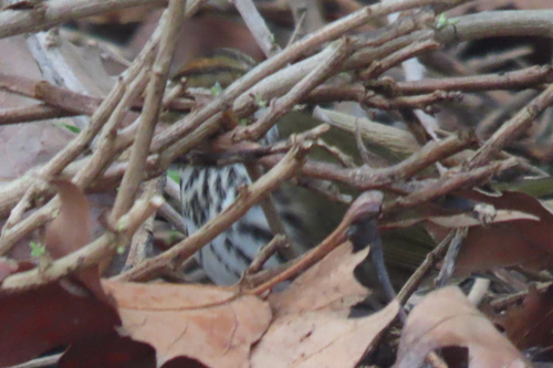 Ovenbird (Seiurus aurocapilla), photo 8