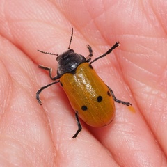 Lachnaia sexpunctata