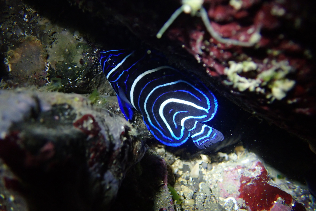 Blue angel (Pomacanthus semicirculatus) — Pomacanthidae